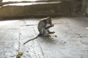 Monkey making itself at home in Angkor Wat